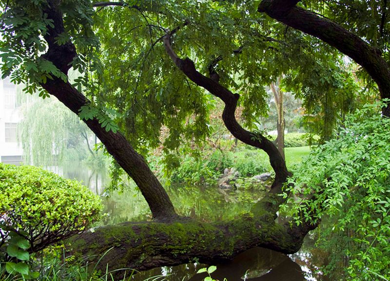 Сады озера Сихо. Ханчжоу. Китай Сады озера Сихо. Ханчжоу. Китай китай