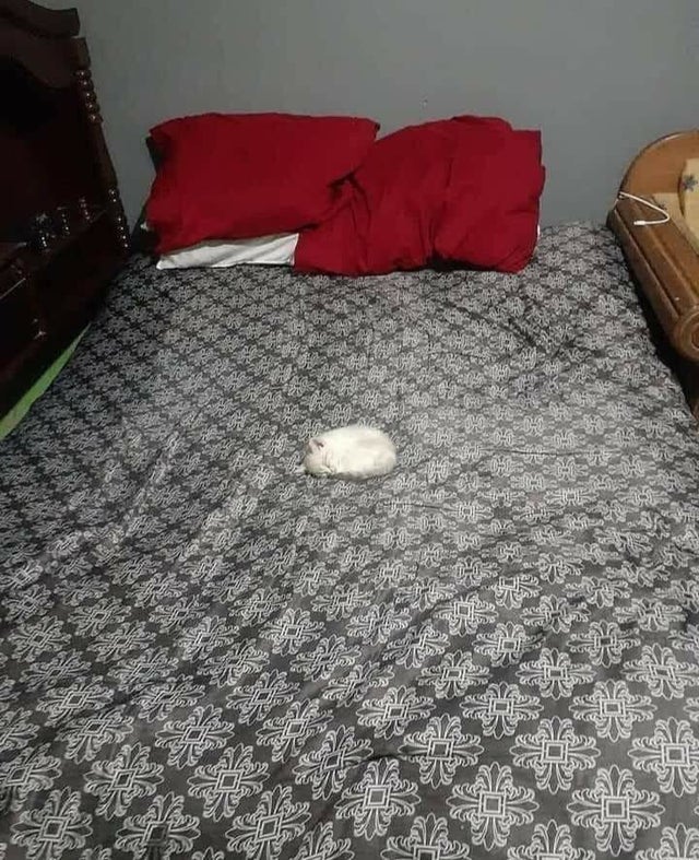 20 крошечных котят, про которых ласково говорят «ладошечные» 20 крошечных котят, про которых ласково говорят «ладошечные»