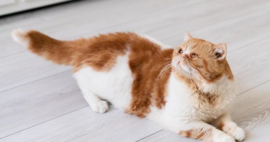 Не нервируйте ее: 6 признаков, что у вашей кошки сильный стресс