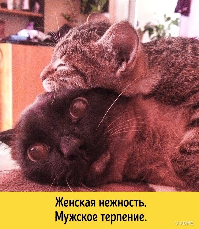 Животные, которые разучились скрывать свои эмоции