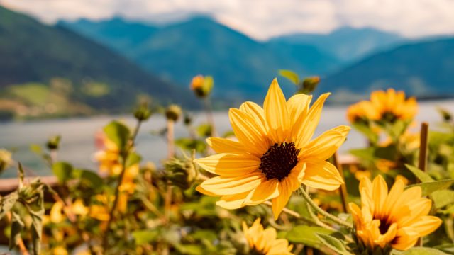 10 новых однолетников, которые я испытала сама и рекомендую посадить вам