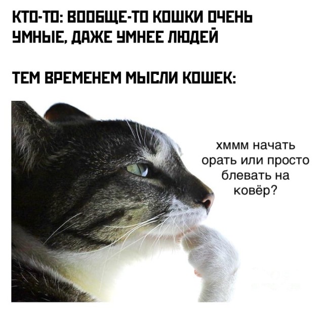 Подборка картинок. Вечерний выпуск Подборка картинок. Вечерний выпуск приколы,смешные картинки,юмор