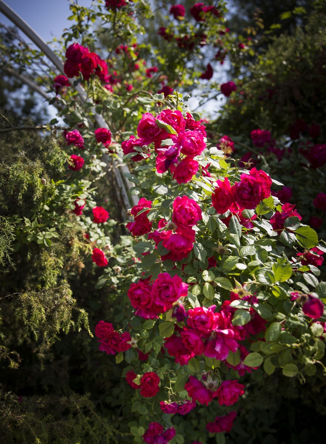 Ботанический сад КФУ розарий