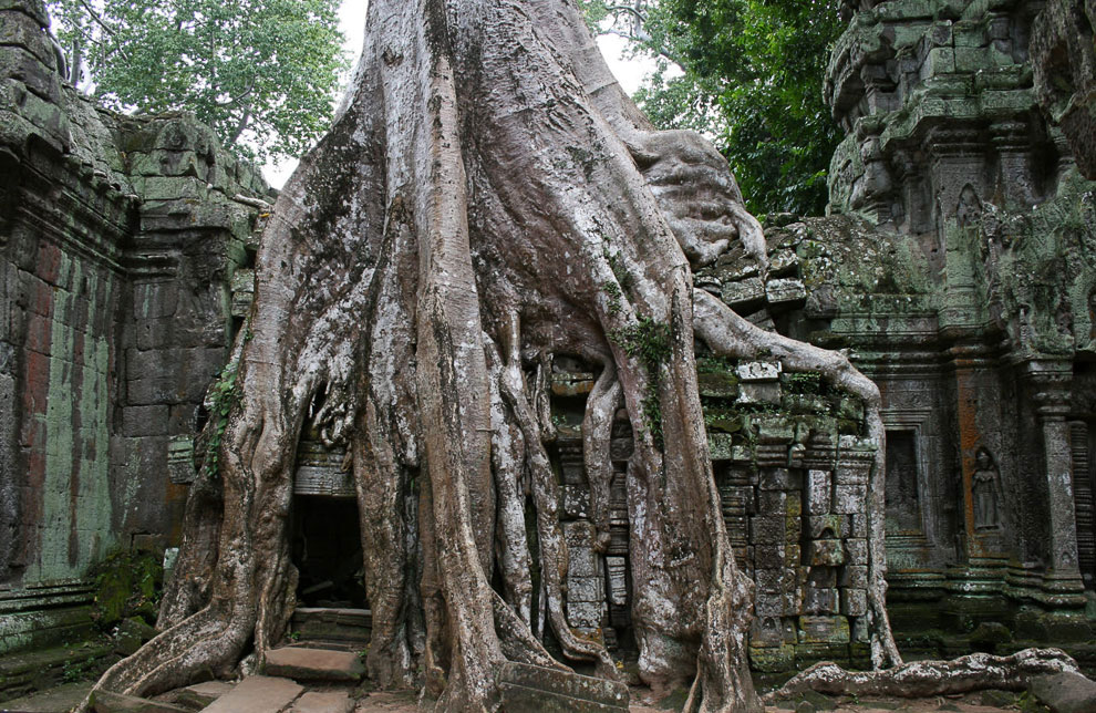 Камбоджийский храм Та Пром (Ta Prohm) и гигантские деревья можно, храмов, блоки, деревья, храма, несколько, когда, вековые, Ангкор, стенами, более, дерево, туристов, много, Тетрамелеса, корни, которую, будто, вросло, Ficus