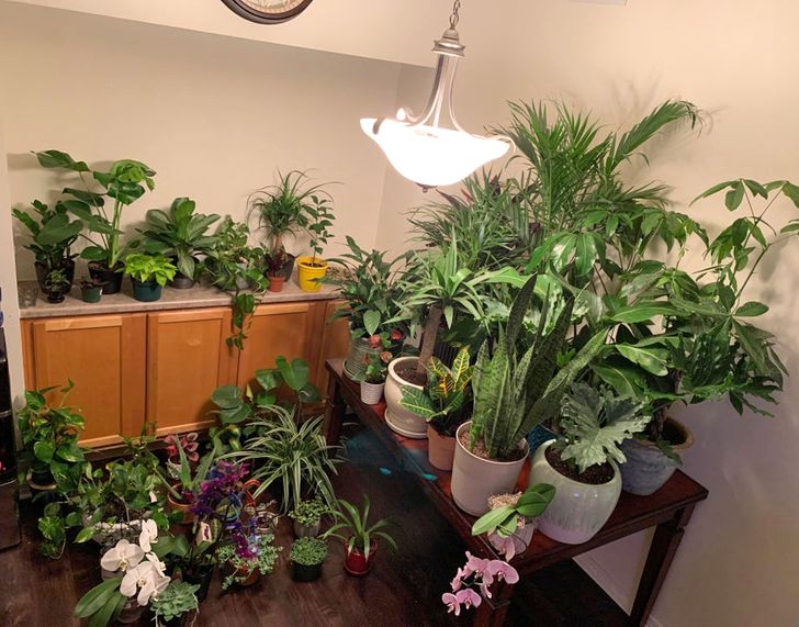 20+ человек, которые, кажется, чуток переборщили в своей любви к растениям идеи для дома,комнатные растения