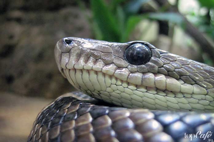 Самые интересные факты о змеях: Веки змеи. CC0