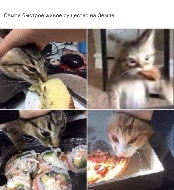 Котомемы для настроения 