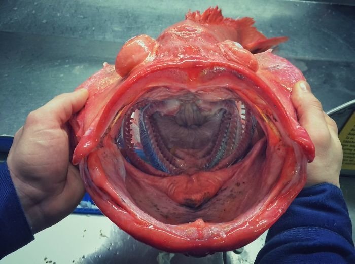 Фантастические твари: российский рыбак продолжает публиковать снимки обитателей морских глубин природа