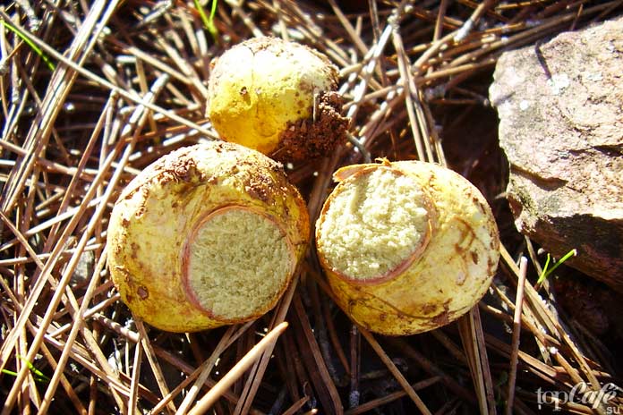 Трюфели: Подведём итог