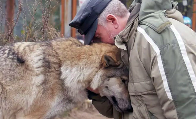 Лесник пожалел волчицу и кормил ее до весны. Но через два месяца с благодарностью пришли уже три волка