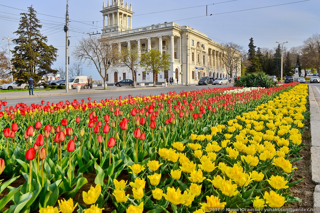 Тюльпаны в городе фото