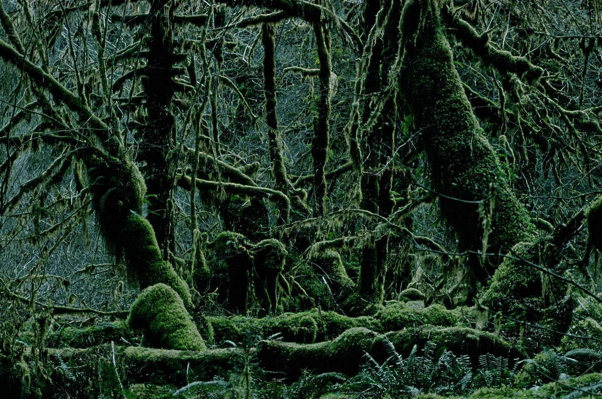 Путешествие по миру через «Портреты деревьев» Франка Хорвата деревья,мир,планета,природа,Фотография,Франк Хорват