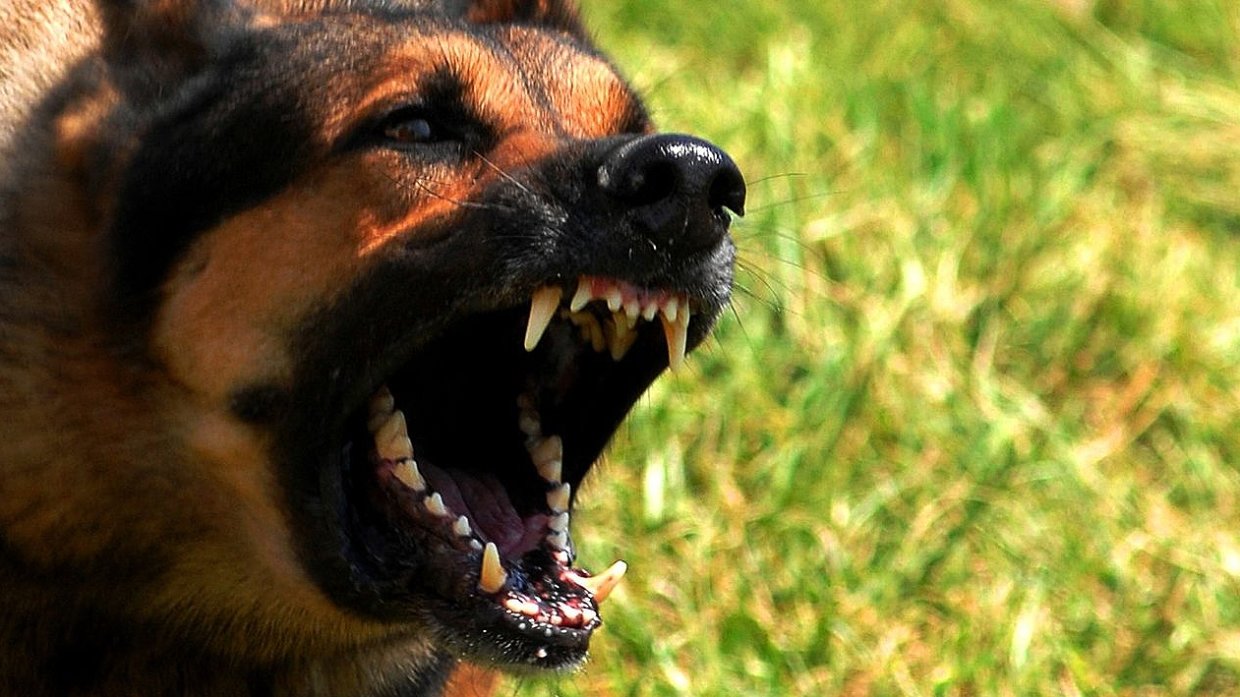 МВД опубликовало перечень потенциально опасных собак