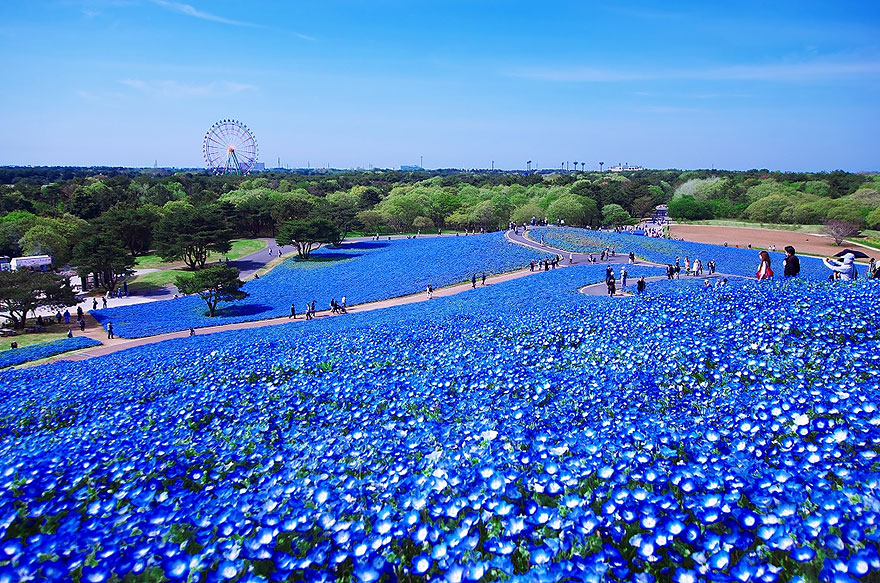 Без фотошопа:
Hitachi Seaside Park в Японии
5 млн голубых цветов