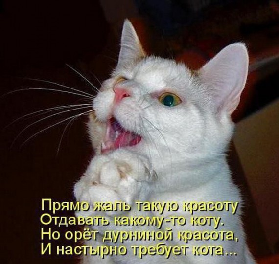 Уфф!!! Ну наконец-то! Котоматрицы великолепные, каждая с улыбкой, позитивом и хорошим настроением!