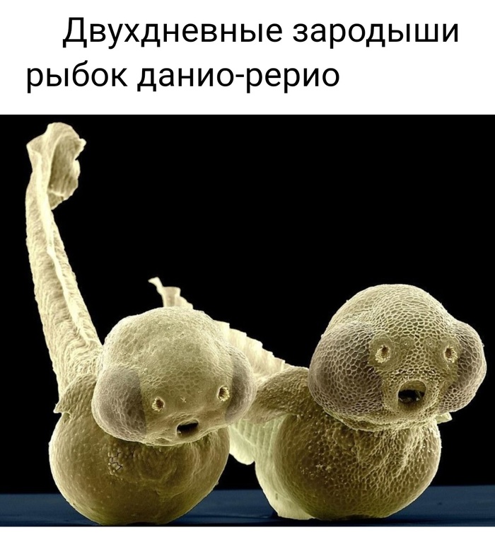 Невероятные фотографии под микроскопом 