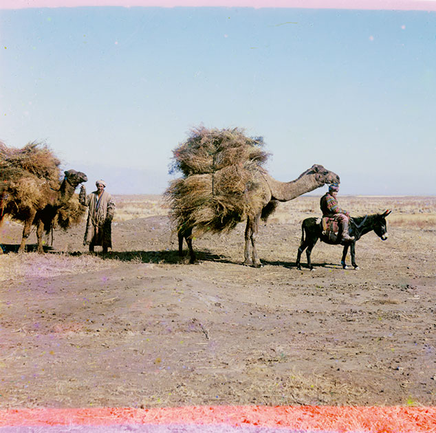 Караван верблюдов, везущих колючку для корма. Голодная степь. 1907 год