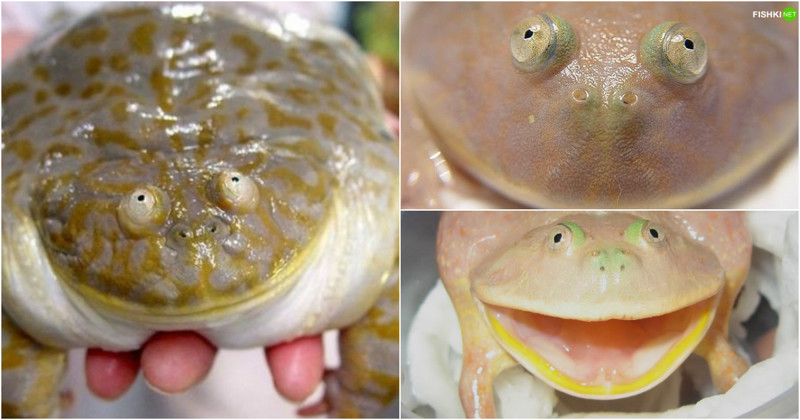 Злая щитоспинка животные, названия, прикол, смешное, факты