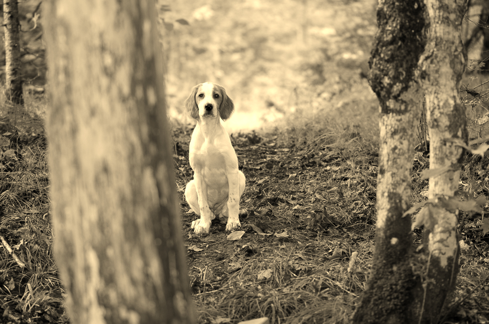 За глухарями. Часть третья