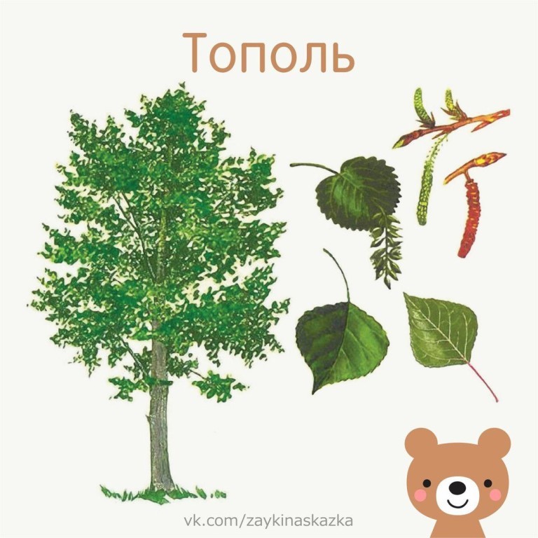 Картинки для детей деревья с названиями