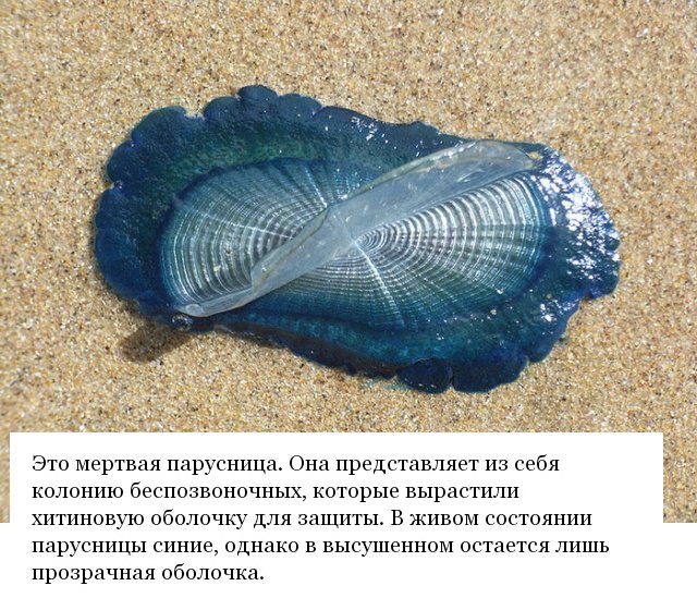 Пользователи соцсетей интересуются необычными находками Пользователи соцсетей интересуются необычными находками юмор