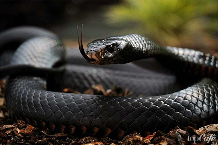 Чёрная мамба