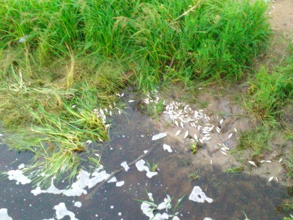 Дождь смыл химикаты с полей в озеро, последствия рыба, рыбалка, беларусь, последствия, загрязнение, природа, длиннопост