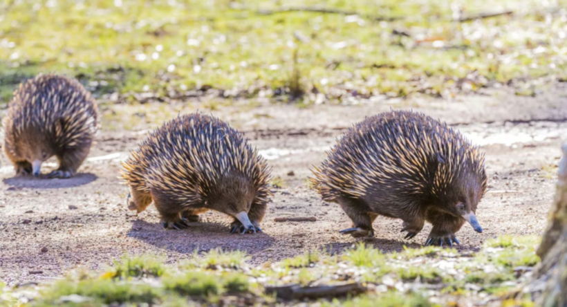 Поразительная хитрость: почему ехидны не гибнут во время лесных пожаров в Австралии Поразительная хитрость: почему ехидны не гибнут во время лесных пожаров в Австралии животные,наука,природа