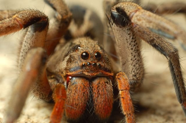 Самый ядовитый паук Смертельные насекомые, паук, самый ядовитый паук, ядовитый паук
