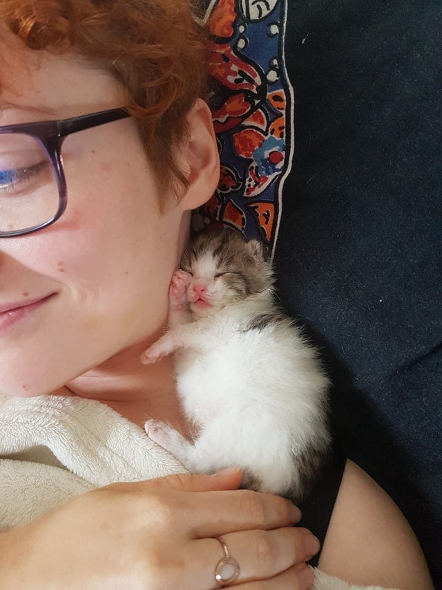 20 крошечных котят, про которых ласково говорят «ладошечные» 20 крошечных котят, про которых ласково говорят «ладошечные»