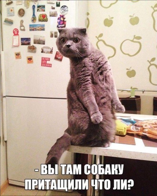 Подборка фото забавных котов и котят со смешными надписями ) Подборка фото забавных котов и котят со смешными надписями )