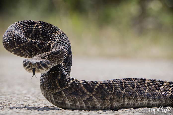 Самые интересные факты о змеях: Гремучая змея. CC0
