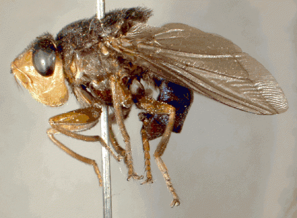 Пять самых ужасных насекомых планеты интересное