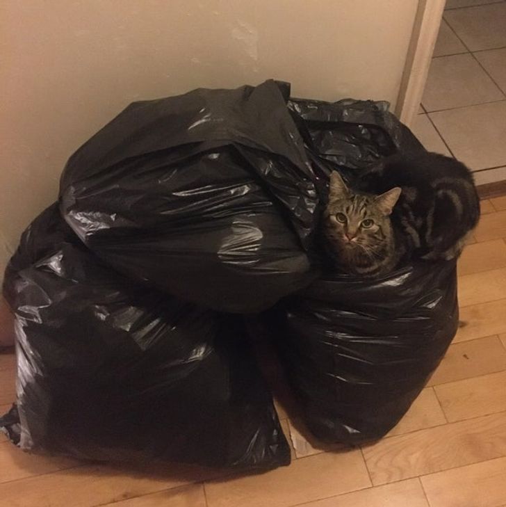 полосатый кот сидит на пакетах с мусором