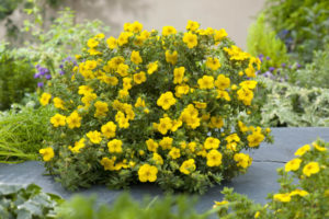 Курильский чай: полезные свойства, противопоказания, польза и вред