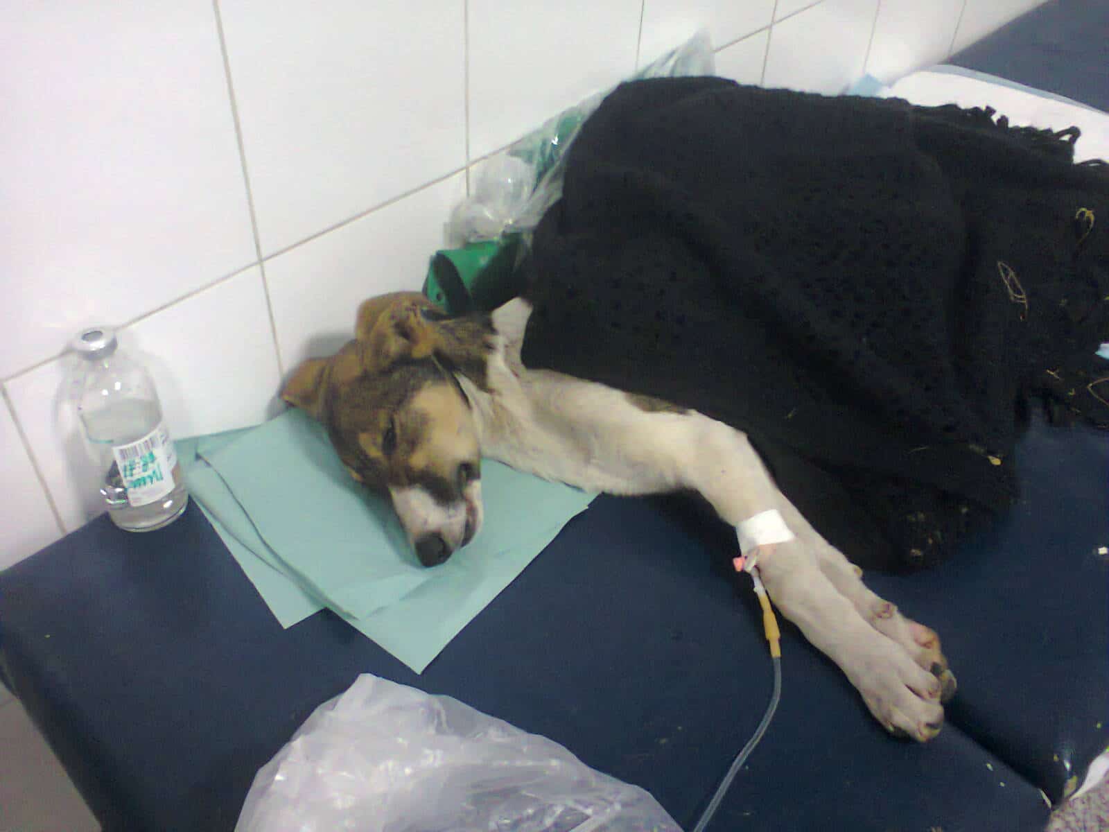 щенок под капельницей