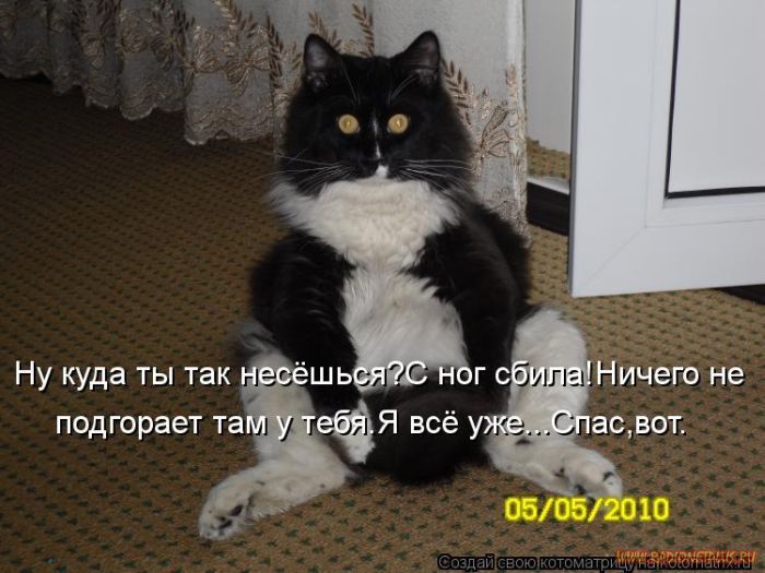 Кошки, такие кошки!