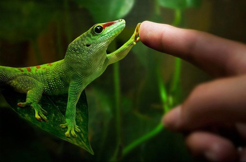 Для по-настоящему красивых фотографий фотошоп не нужен Для по-настоящему красивых фотографий фотошоп не нужен