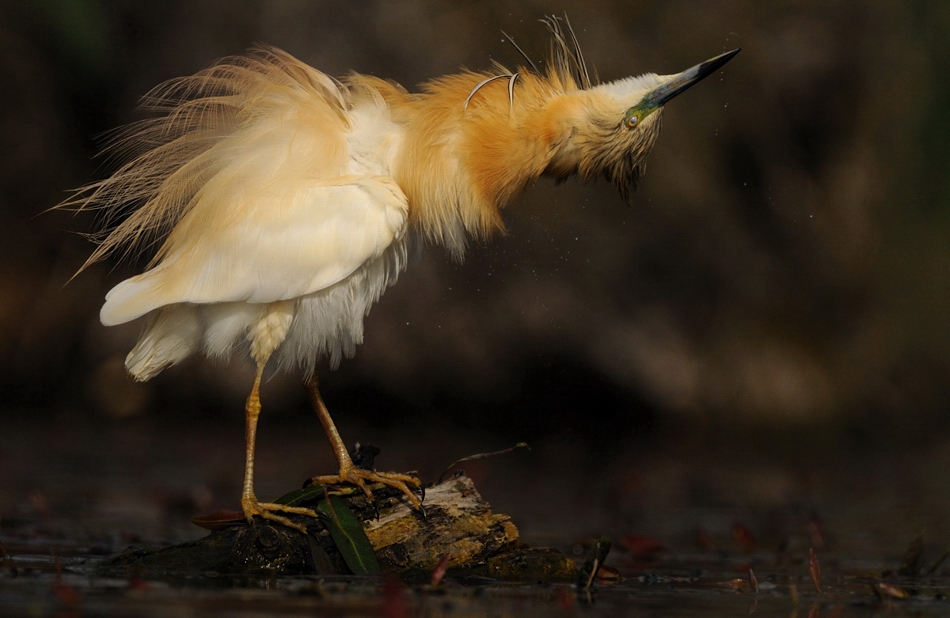 The world of birds Radoslav Tsvetkov 18