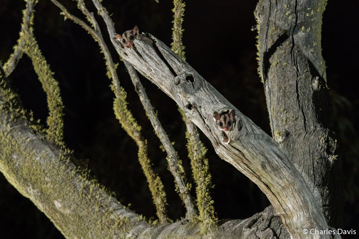 Победители Australian Geographic Nature Photographer of the Year 2019