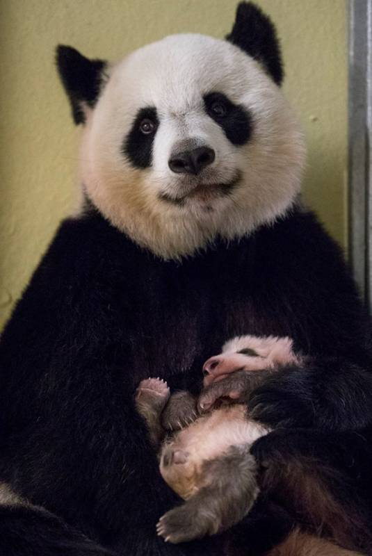 Маленький пушистый детеныш панды из французского зоопарка