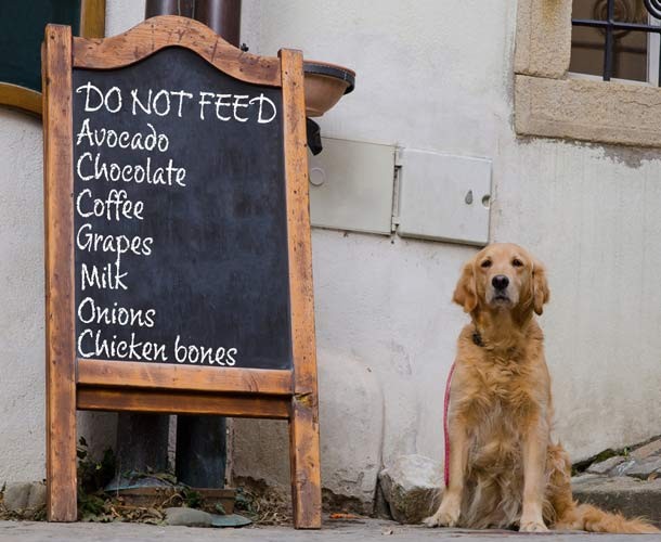 О чём должен знать каждый хозяин собаки