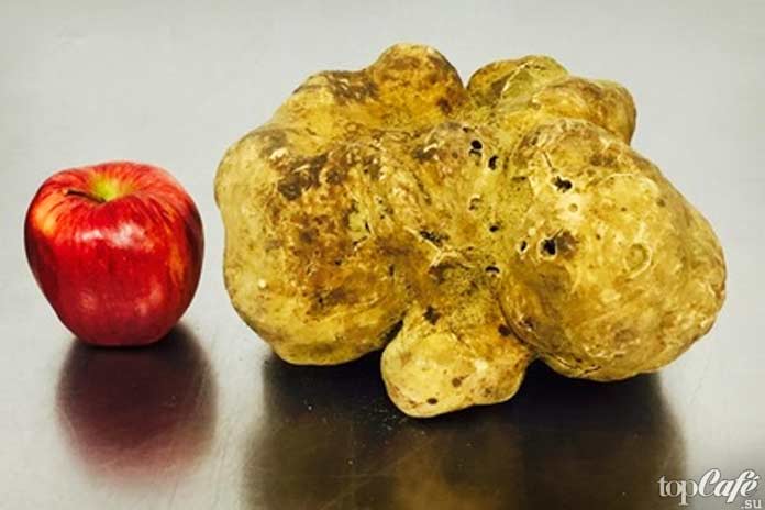 Трюфели Рекордсмены