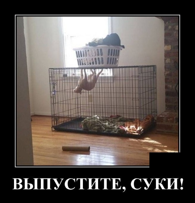 Демотиваторы среды 13.02.2019 Демотиваторы среды 13.02.2019