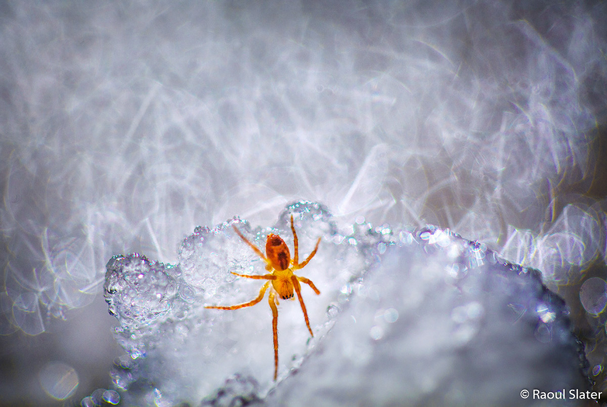 Победители Australian Geographic Nature Photographer of the Year 2019