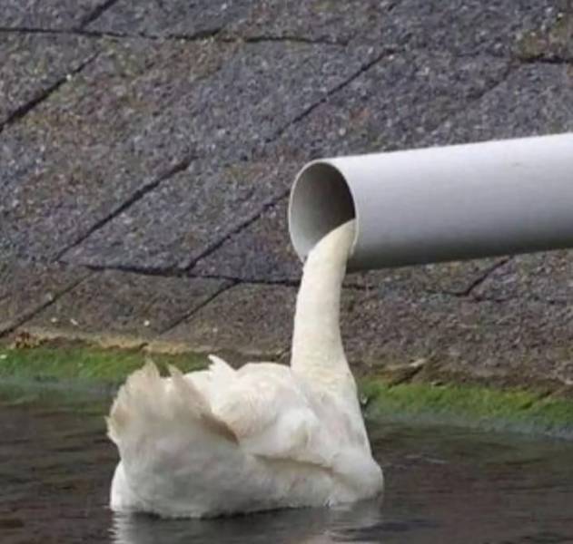 Подборка прикольных картинок  смешные картинки,юмор