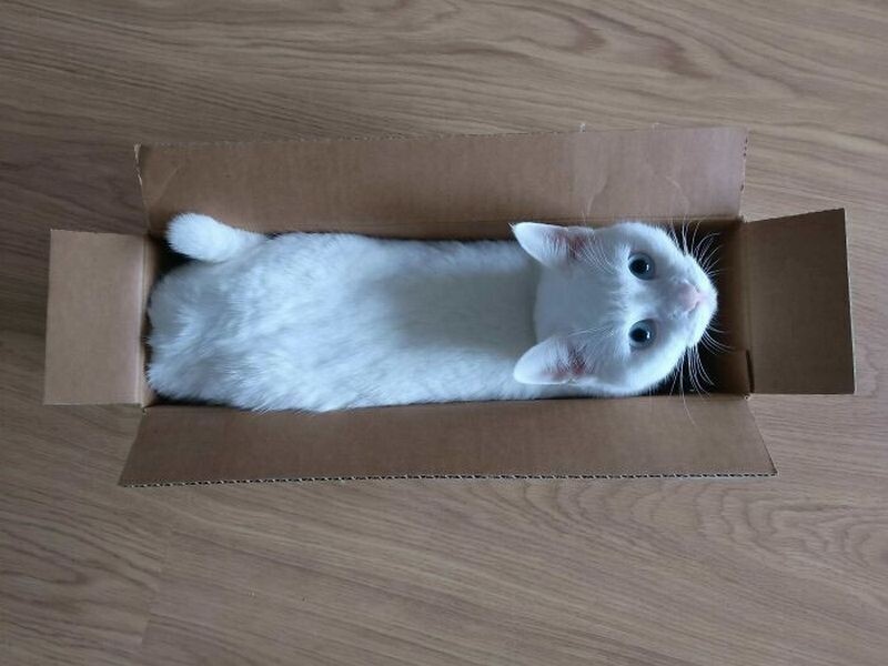 15 кошек, которые свернулись в маленькие пушистые комочки счастья 15 кошек, которые свернулись в маленькие пушистые комочки счастья ктото, кошки, сидеть, такие, каждой, дыра Вот, местечко Черная, уютное, нашла, очарователен Кошка, снизу, смотрителя Вид, примет, кота Два, черного, боится, мыслями Ктото, собраться, месте Пытается, любом