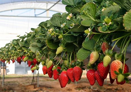 Картинки по запросу fresas colgantes
