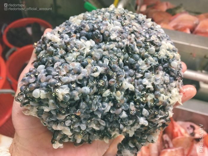 Жуткие обитатели морских глубин из новой коллекции Романа Федорцова Жуткие обитатели морских глубин из новой коллекции Романа Федорцова