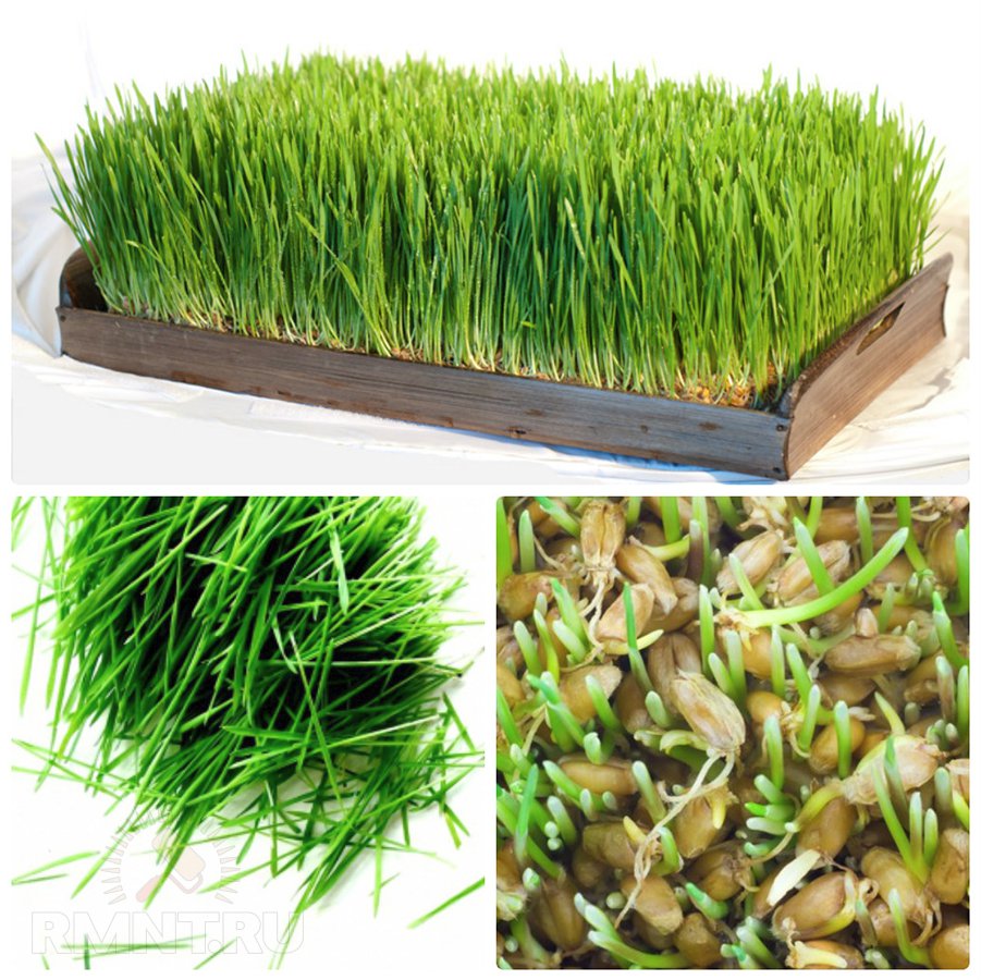Как вырастить микрозелень на подоконнике ростки, микрогрин, семена, растения, микрозелень, контейнер, больше, грунта, подоконнике, крохотные, вырастить, после, полезной, добавки, недели, когда, можно, влажной, выращивают, зелёного